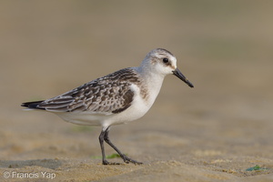Sanderling-120919-101EOS1D-FY1X7289-W.jpg