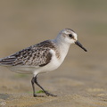 Sanderling-120919-101EOS1D-FY1X7289-W.jpg