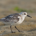 Sanderling-120919-113EOS1D-FYAP1921-W.jpg