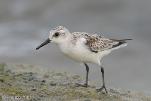 Sanderling-171016-104ND500-FYP_8090-W.jpg