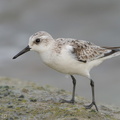 Sanderling-171016-104ND500-FYP_8090-W.jpg