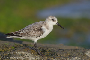 Sanderling-171017-113EOS1D-F1X28579-W.jpg