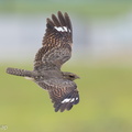 Savanna Nightjar-120729-100EOS1D-FY1X2153-W.jpg