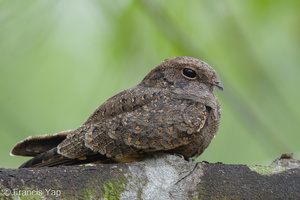 Savanna Nightjar-190828-119EOS1D-F1X24830-W.jpg