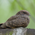 Savanna Nightjar-190828-119EOS1D-F1X24830-W.jpg