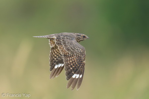 Savanna Nightjar-221226-161MSDCF-FYP00893-W.jpg