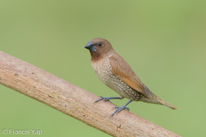 Scaly-breasted Munia-170701-100ND500-FYP_5792-W.jpg