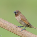 Scaly-breasted Munia-170701-100ND500-FYP_5792-W.jpg