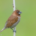 Scaly-breasted Munia-171016-113EOS1D-F1X27919-W.jpg
