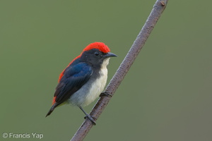 Scarlet-backed Flowerpecker-141120-100EOS7D-FY7D5112-W.jpg