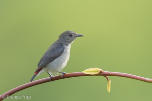 Scarlet-backed Flowerpecker-160928-104EOS1D-F1X27417-W.jpg