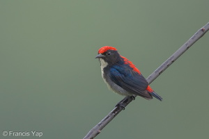 Scarlet-backed Flowerpecker-161111-106EOS1D-F1X28915-W.jpg