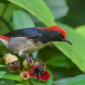 Scarlet-backed Flowerpecker-210607-112MSDCF-FRY06266-W.jpg