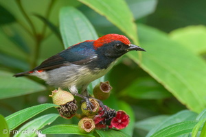 Scarlet-backed Flowerpecker-210607-112MSDCF-FRY06546-W.jpg