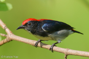 Scarlet-backed Flowerpecker-250605-108FRYAP-FYA08263-W.jpg