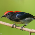 Scarlet-backed Flowerpecker-250605-108FRYAP-FYA08263-W.jpg