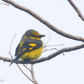 Scarlet Minivet-250131-255MSDCF-FYP07402-W.jpg
