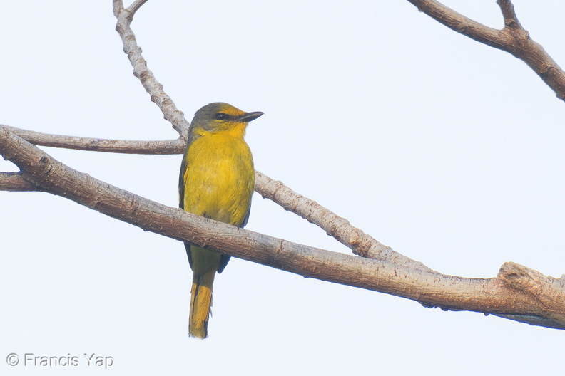 Scarlet_Minivet-250131-255MSDCF-FYP09119-W.jpg