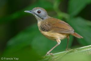 Short-tailed Babbler-110917-105EOS1D-FYAP1821-W.jpg