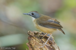 Short-tailed Babbler-120330-110EOS1D-FYAP2514-W.jpg