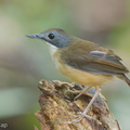 Short-tailed Babbler-120330-110EOS1D-FYAP2514-W.jpg