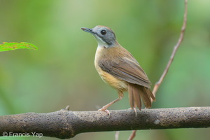 Short-tailed Babbler-210613-114MSDCF-FRY00090-W.jpg