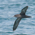 Short-tailed Shearwater-180505-109ND500-FYP_5814-W.jpg