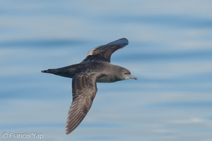 Short-tailed Shearwater-210425-108MSDCF-FRY07400-W.jpg