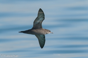Short-tailed Shearwater-210425-108MSDCF-FRY07416-W.jpg