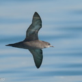 Short-tailed Shearwater-210425-108MSDCF-FRY07416-W.jpg