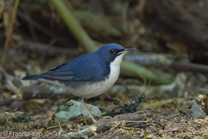 Siberian Blue Robin-170108-108EOS1D-F1X28374-W.jpg