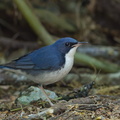 Siberian Blue Robin-170108-108EOS1D-F1X28374-W.jpg