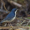 Siberian Blue Robin-170108-108EOS1D-F1X29157-W.jpg