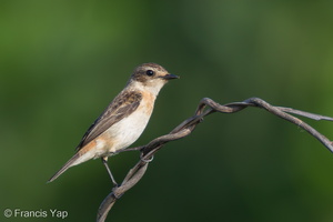 Siberian Stonechat-120215-108EOS1D-FYAP8472-W.jpg