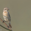 Siberian Stonechat-150227-101EOS7D-FY7D8378-W.jpg