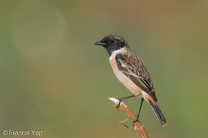 Siberian Stonechat-200118-110MSDCF-FYP05144-W.jpg