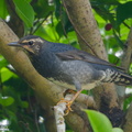 Siberian Thrush-171128-106ND500-FYP_1038-W.jpg