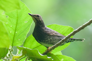Siberian Thrush-251209-142FRYAP-FYA09810-W.jpg