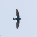 Silver-backed Needletail-201118-124MSDCF-FYP08383-W.jpg
