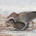 Slaty-breasted Rail-110701-103EOS1D-FYAP9650-W.jpg