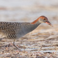 Slaty-breasted Rail-110701-103EOS1D-FYAP9801-W.jpg