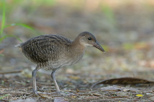 Slaty-breasted Rail-120726-100EOS1D-FY1X0727-W.jpg
