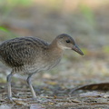 Slaty-breasted Rail-120726-100EOS1D-FY1X0727-W.jpg