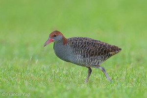 Slaty-breasted Rail-251215-144FRYAP-FYA08690-W.jpg
