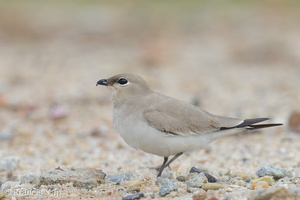 Small Pratincole-121206-104EOS1D-FY1X3841-W.jpg