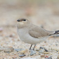 Small Pratincole-121206-104EOS1D-FY1X3846-W.jpg