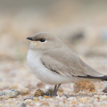 Small Pratincole-121206-104EOS1D-FY1X3883-W.jpg