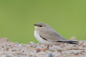 Small Pratincole-121206-104EOS1D-FY1X4311-W.jpg
