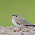 Small Pratincole-121206-104EOS1D-FY1X4311-W.jpg