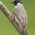 Sooty-headed Bulbul-120624-111EOS1D-FYAP9363-W.jpg